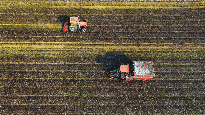 ��ɫ����� ����������