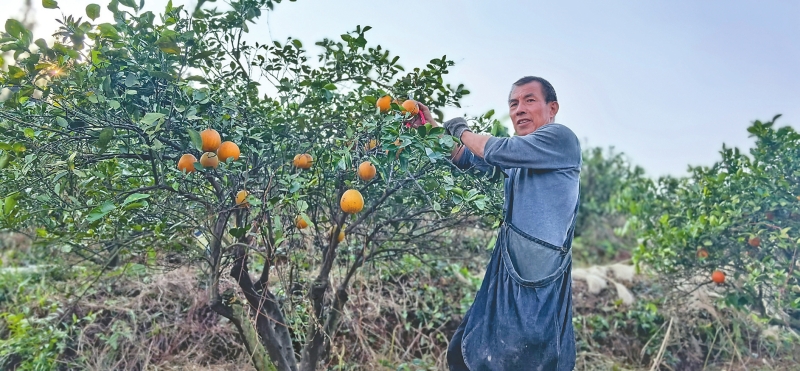 �����֦ͷ �����ָ���