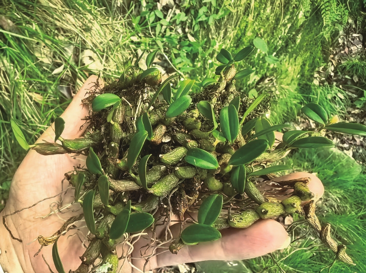 ��Ҷ������