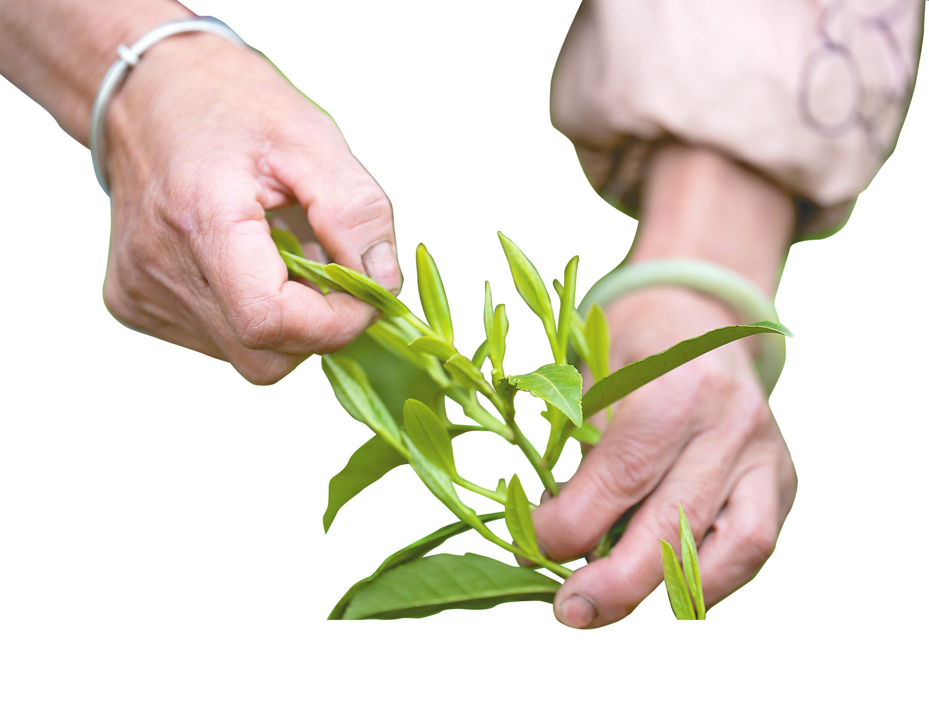 �ɲ蹤ָ������һö�ղ��µġ�һѿһҶ�����ࡣ