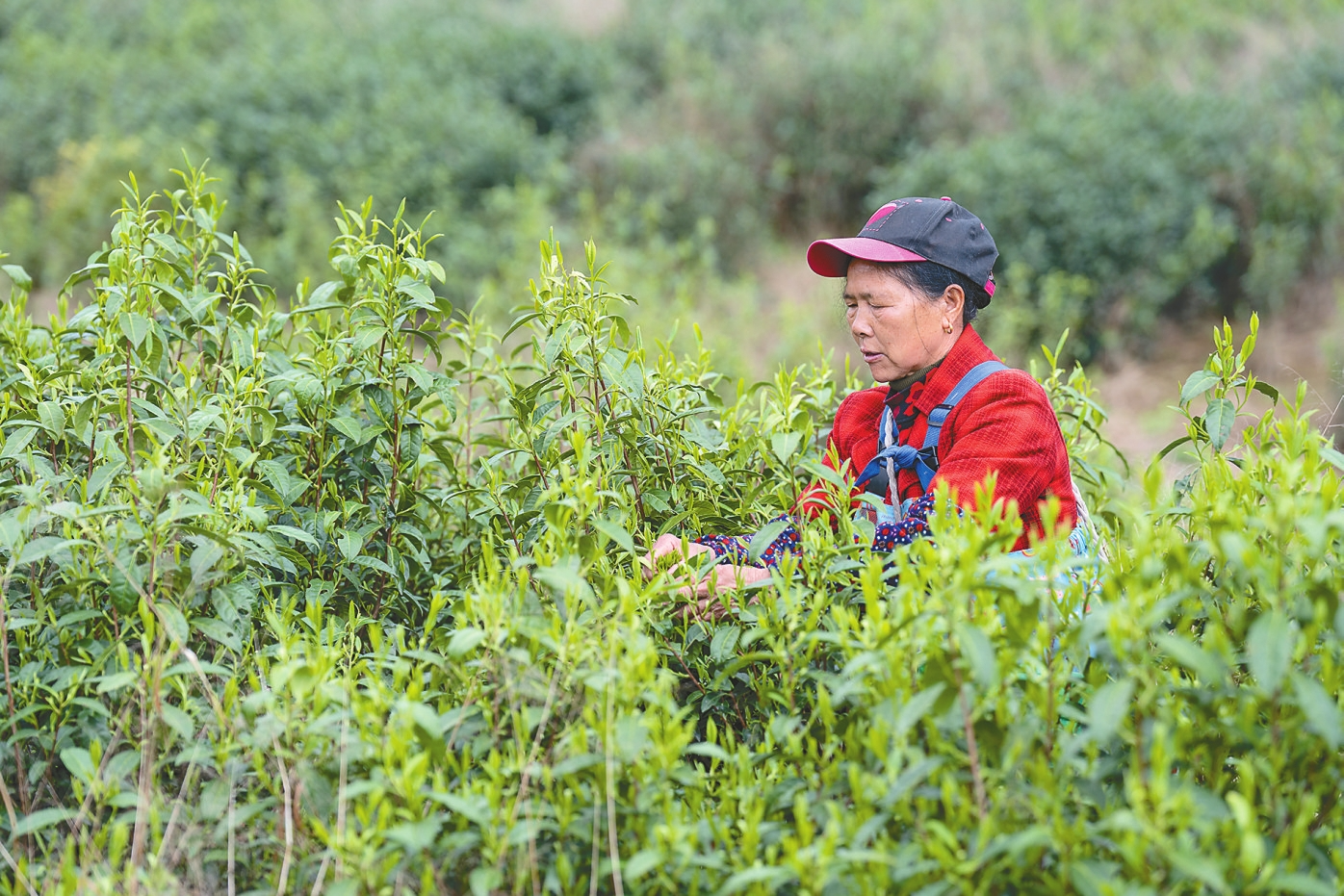 ��ũ�����������ź���ӰӴ�Ĳ�԰���ժ�ƽ�衣