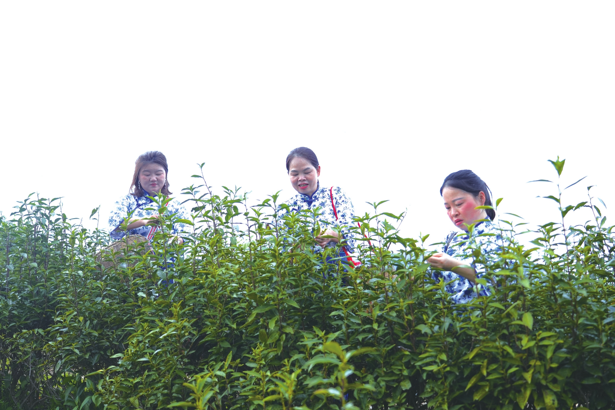 ��ũ�ڲ�԰�ɲ衣