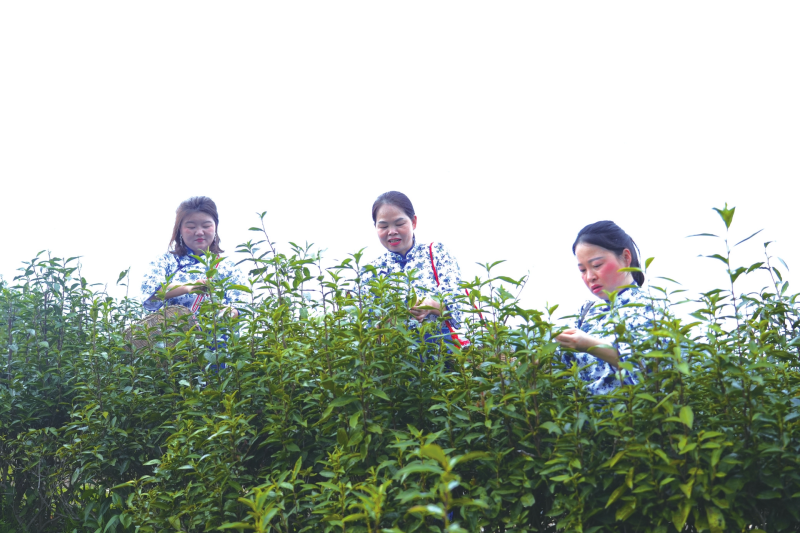 ��Ȫɽ�衡һ�ں�����������