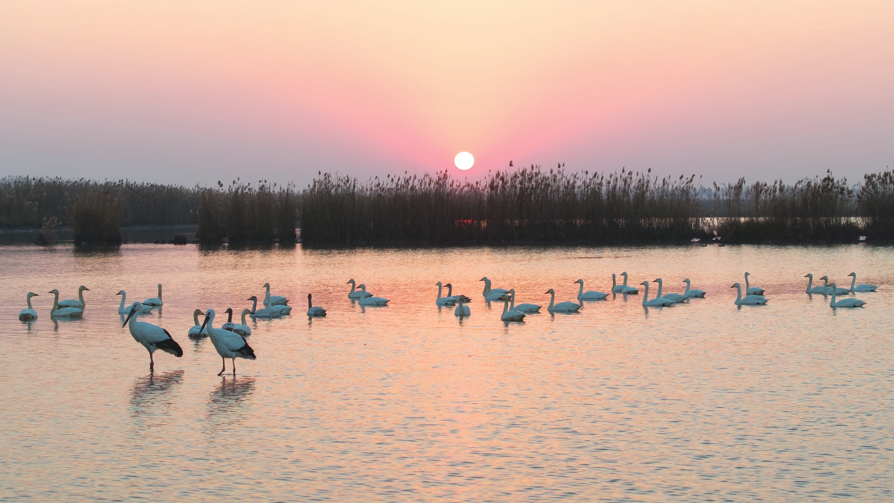 �붬������Լ1.2��ֻ����ɵ����޹���ʪ�ع�԰�����ޣ�С��졢�׺ס��������ٵ�40���������������裬���պ��ޱ����鶯����̬������